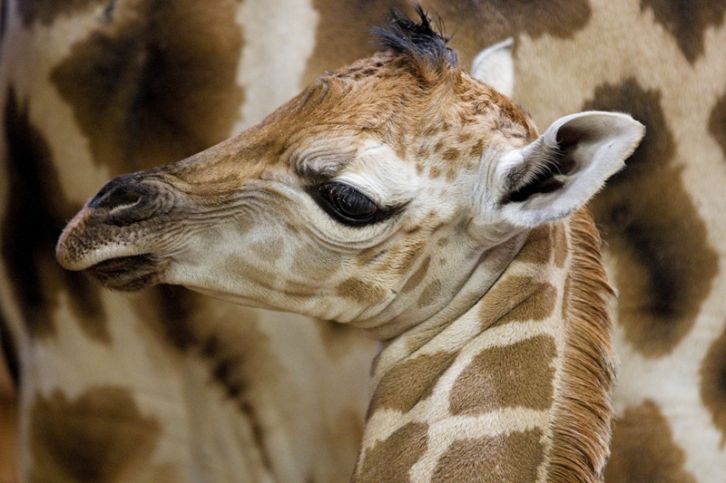 Dianina dcera se postavila půl hodiny po porodu. Autor: Tomáš Adamec, Zoo Praha 